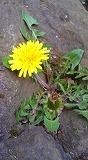 090405tanpopo2.jpg