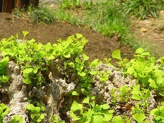2010_0426_120335-RIMG0024.jpg