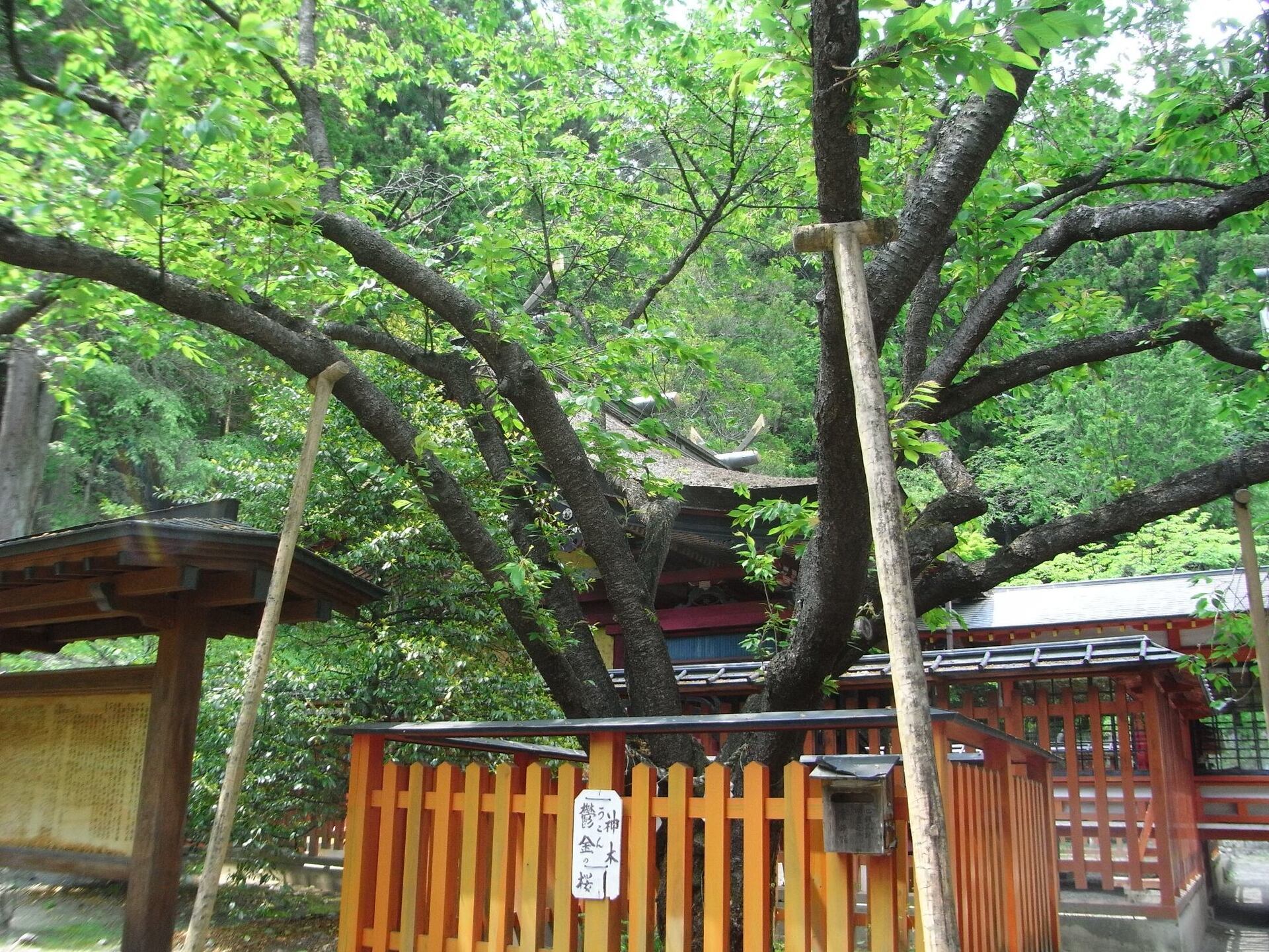 神社うこんの桜(金櫻.jpg